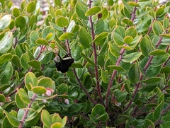 Bombus vosnesenskii
