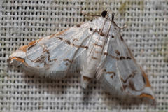 Neurophyseta