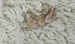 Hellula