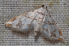 Neurophyseta