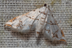 Neurophyseta