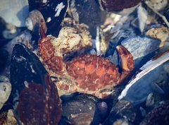 Paraxanthias taylori