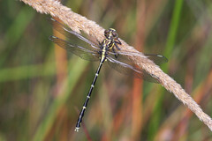 Austrogomphus ochraceus