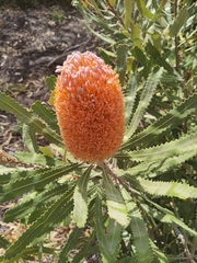 Banksia burdettii