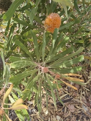 Banksia burdettii
