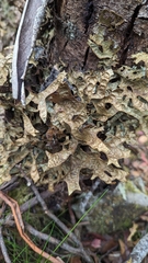 Lobariaceae