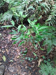 Sambucus australasica