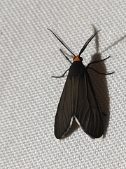 Ctenucha rubriceps