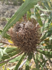 Banksia burdettii