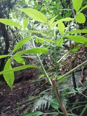 Sambucus australasica