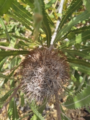 Banksia burdettii