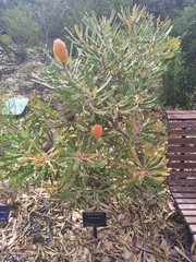 Banksia burdettii