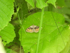 Xanthorhoe quadrifasiata
