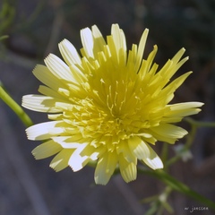 Malacothrix glabrata