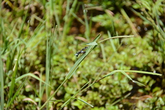 Palpopleura portia