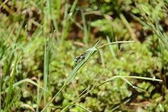 Palpopleura portia