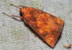 Melese flavimaculata