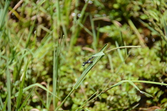 Palpopleura portia