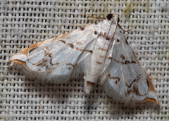 Neurophyseta