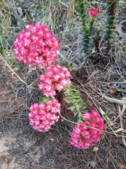 Crassula coccinea