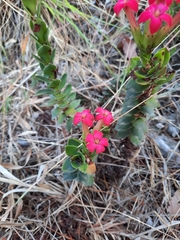 Crassula coccinea