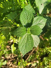 Boehmeria pilosiuscula