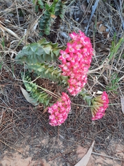 Crassula coccinea