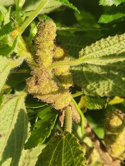 Boehmeria pilosiuscula