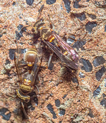 Metapolybia