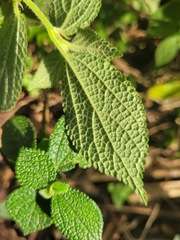 Boehmeria pilosiuscula