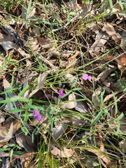 Desmodium rhytidophyllum