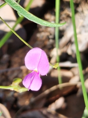 Desmodium rhytidophyllum