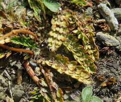 Anisotome flexuosa