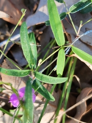 Desmodium rhytidophyllum