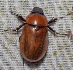 Cyclocephala lunulata