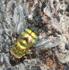 Rutilia