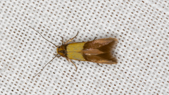 Stathmopoda callichrysa