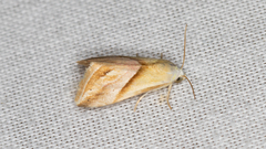 Eublemma cochylioides