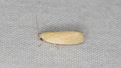 Earias chlorodes