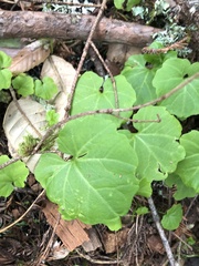 Cardamine californica