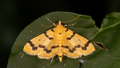 Dichocrocis clytusalis