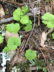 Cardamine californica
