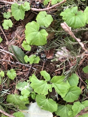 Cardamine californica