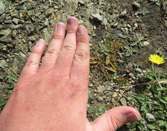 Anisotome flexuosa