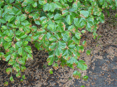 Orchestes fagi