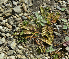Anisotome flexuosa