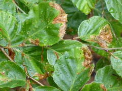 Orchestes fagi