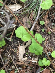 Cardamine californica