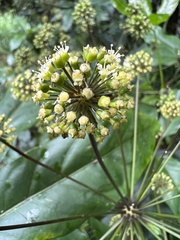 Mackinlaya macrosciadea
