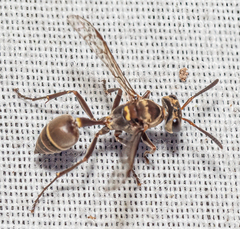 Metapolybia